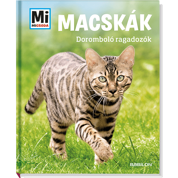 Mi MICSODA Macskák – Doromboló ragadozók