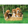 Beagle kiskutyák 60 darabos puzzle – Trefl