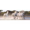 Lovas puzzle 1000 db-os panoráma – Vágtázó fehér lovak