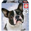 EDUCA 100 db-os puzzle – Francia bulldog