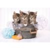 Lovely Kittens puzzle 180 db-os – Cuki cicák – Clementoni