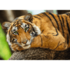 Trefl Premium Quality 500 db-os puzzle – Tigris portré