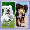 Trefl Kutyás puzzle 3 az 1-ben – Aranyos kutyák