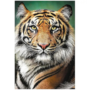 Trefl Prémium 1500 db-os puzzle – Tigris portré